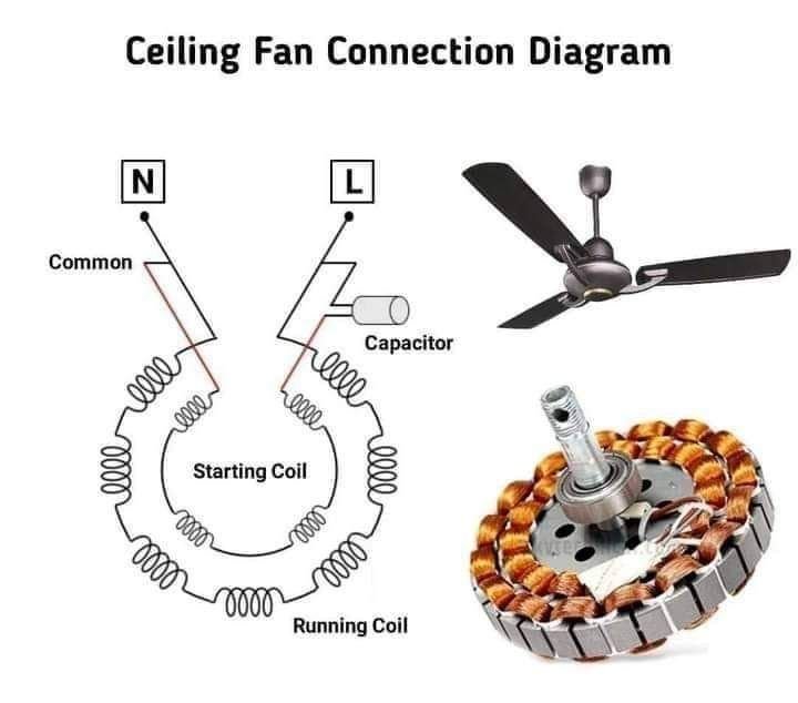 Fan